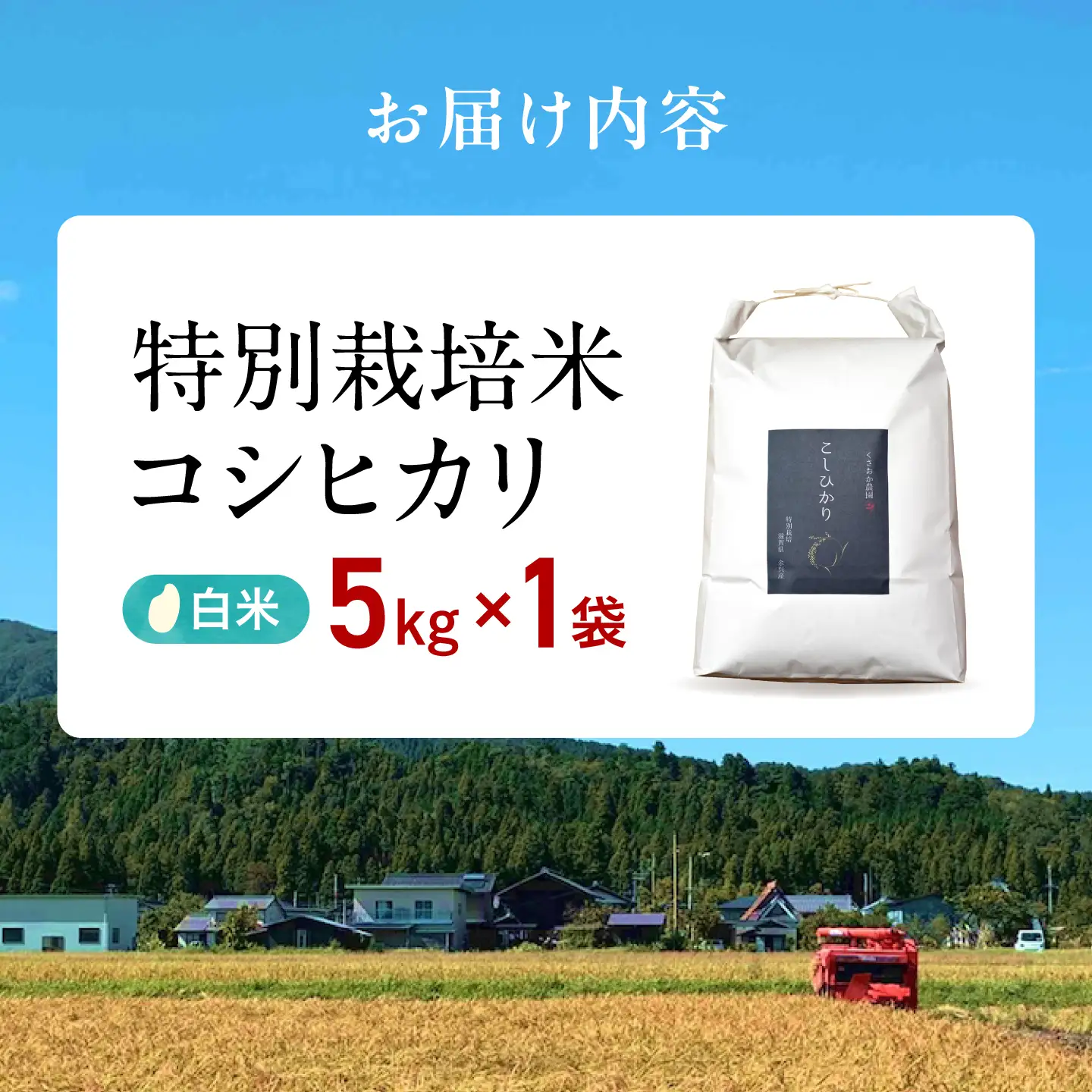 白米 特別栽培米コシヒカリ5kg[AQEB002] 白米