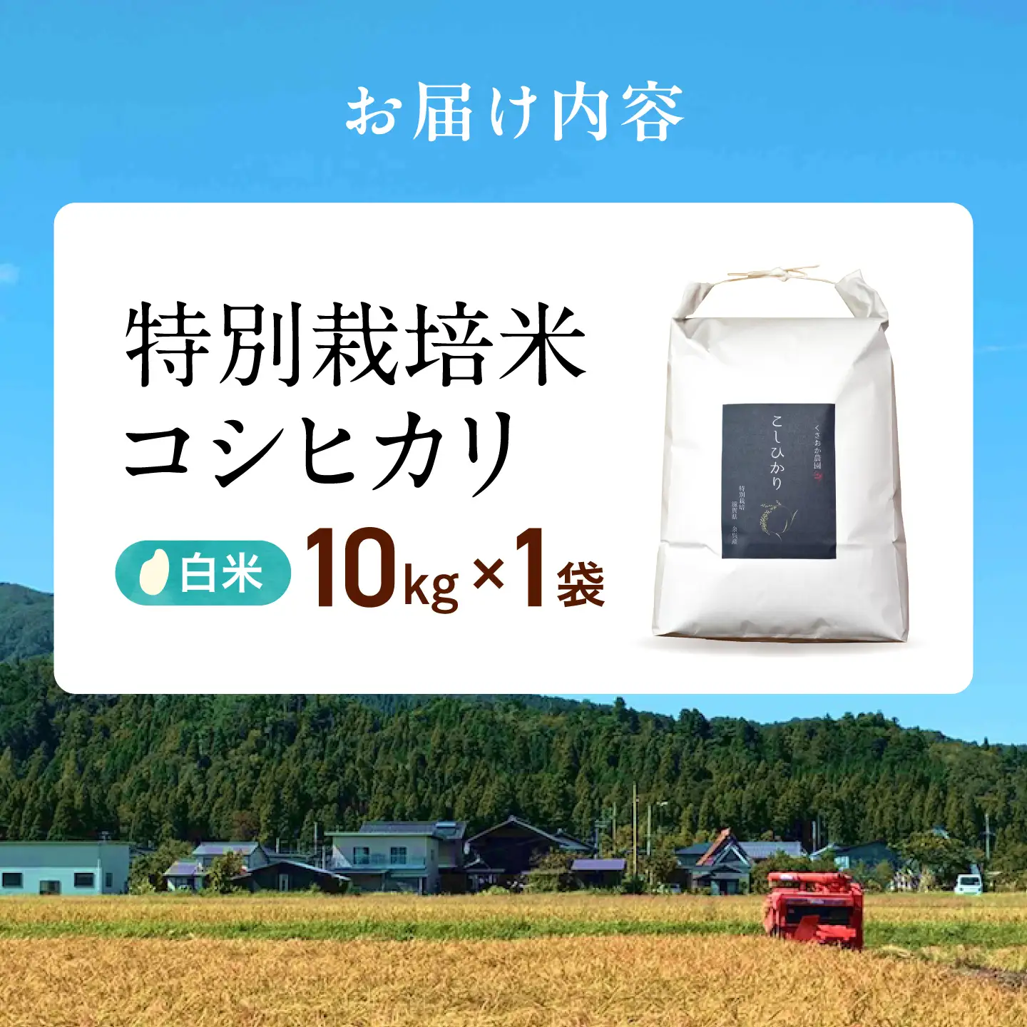 白米 特別栽培米コシヒカリ10kg 白米[AQEB003] 白米