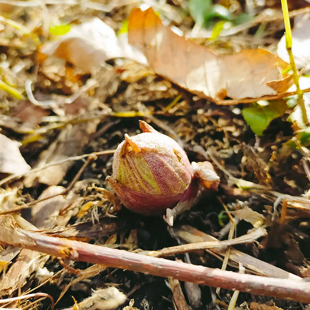 【2027年4月発送・先行受付】青森県十和田市産 山菜セット ミニ（2～5種類 種類おまかせ）1箱