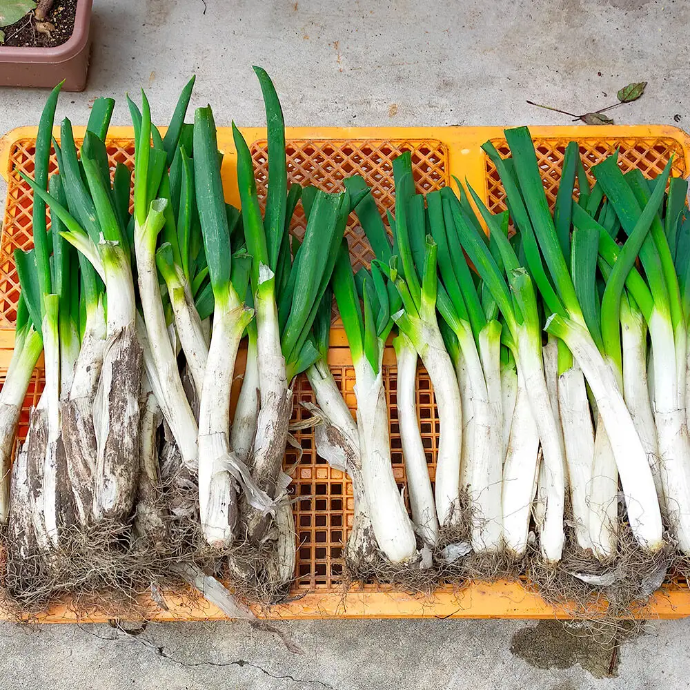 【11月中旬発送・先行受付】ネギ食べ比べ 約4kg 青森県十和田市産