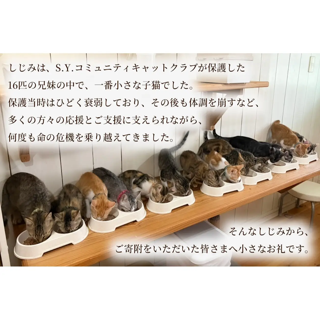 しじみからの小さな贈り物 －あたしのついたコップ置き と くびたま－ (本革 コースター1個＆首輪1個セット) 猫