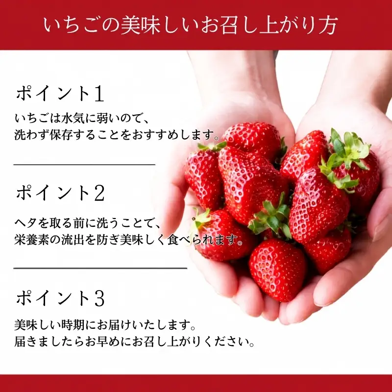 【定期便】希少品種いちご3種定期便　※2月～4月まで3か月連続お届け　いちご イチゴ 苺 果物 フルーツ 滋賀県 米原市