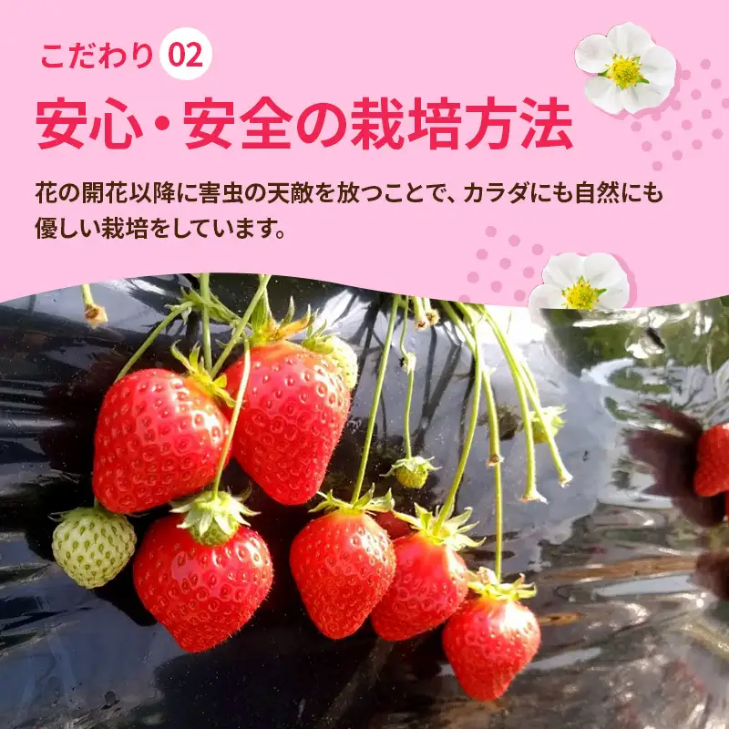 いちご 3回定期 古都華 約1000g 250g×4パック 先行予約 高評価 冷蔵配送 フルーツ 果物 旬 産地直送 農家直送 完熟 旬の果物 お取り寄せ おやつ デザート ことか イチゴ 冷蔵 奈良県産 奈良 大和郡山市 BN001