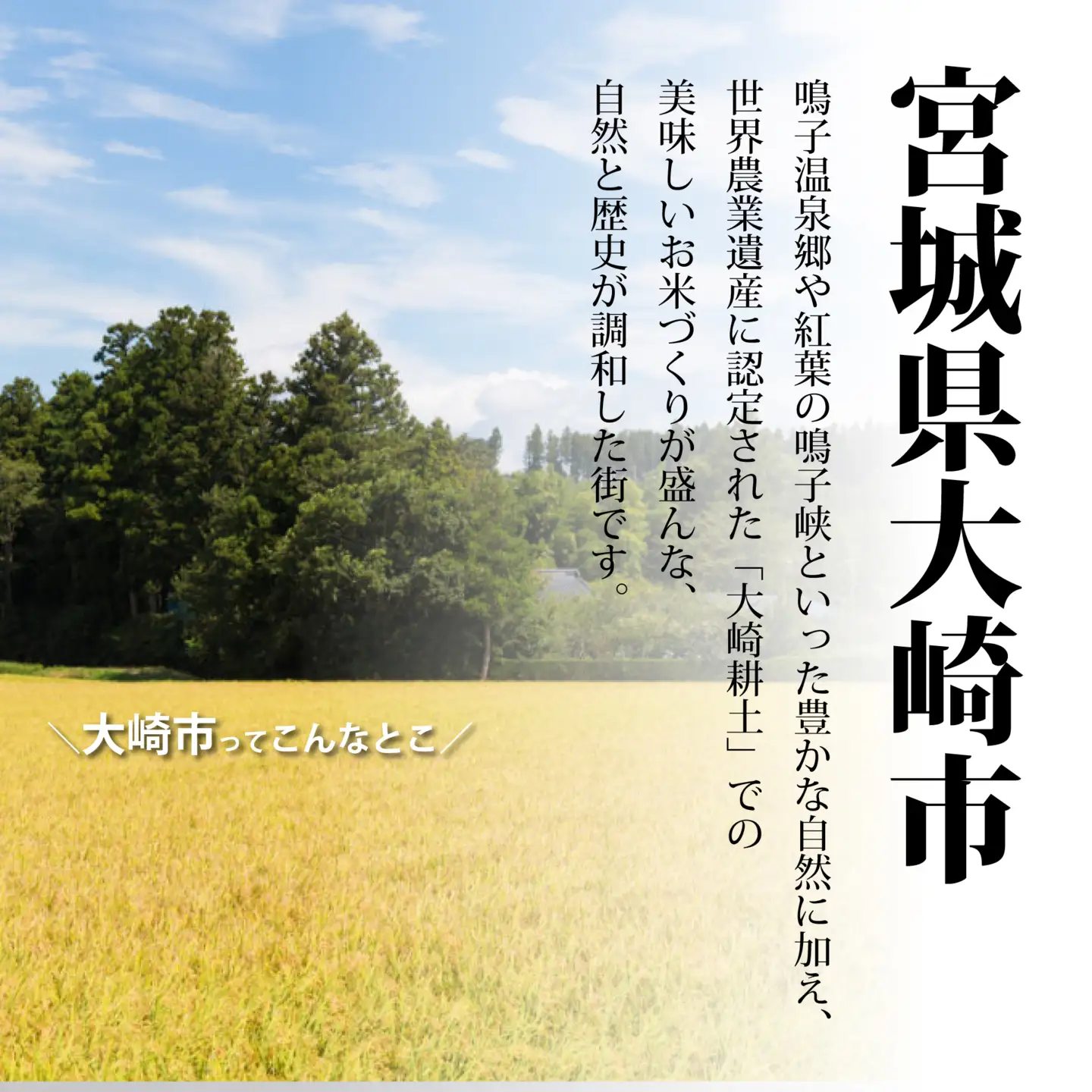 ひとめぼれ 米【先行予約】ひとめぼれ 5kg