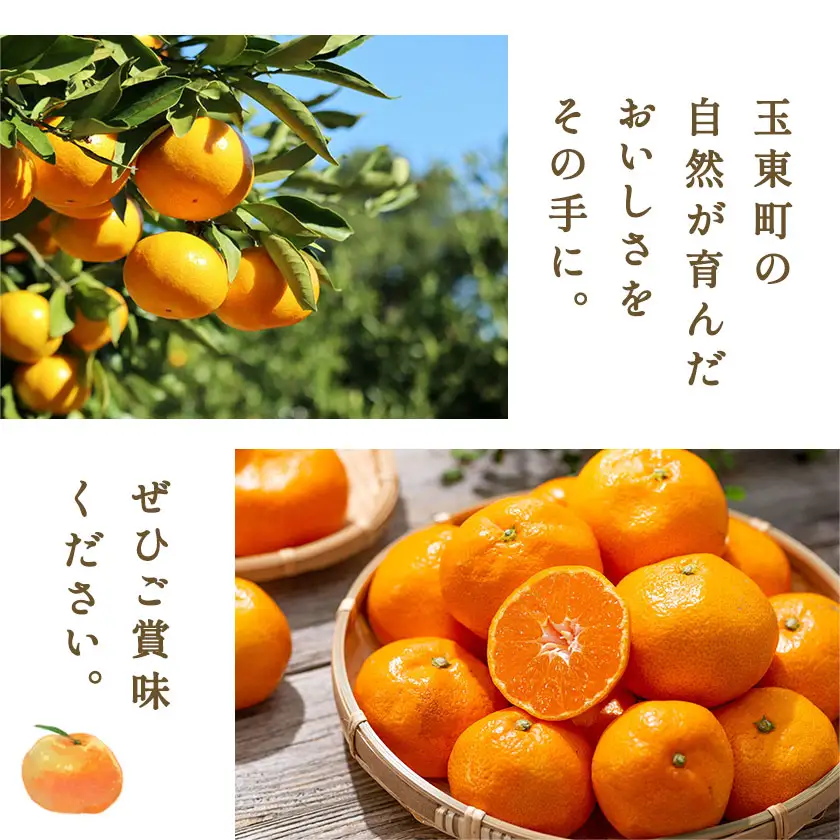 ぎょくだんマヤヤンのみかん 約5kg ぷらっとぎょくとう 《11月中旬-12月中旬頃出荷》