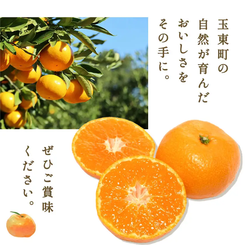 ぎょくだんケンのみかん 約5kg ぷらっとぎょくとう 《11月下旬-12月中旬頃出荷》