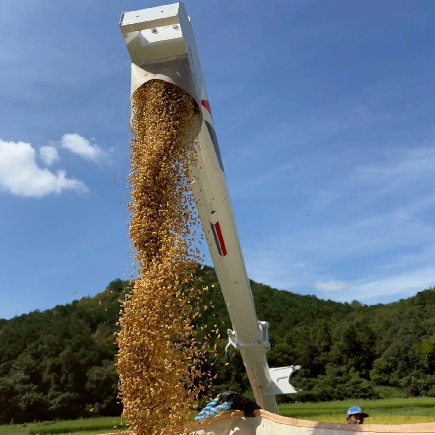 コシヒカリ 白米 10kg 環境配慮型農業で育てた岐阜県のお米 精米 米 岐阜県産 岐阜市 / 岐阜トヨペット[ANKH008]