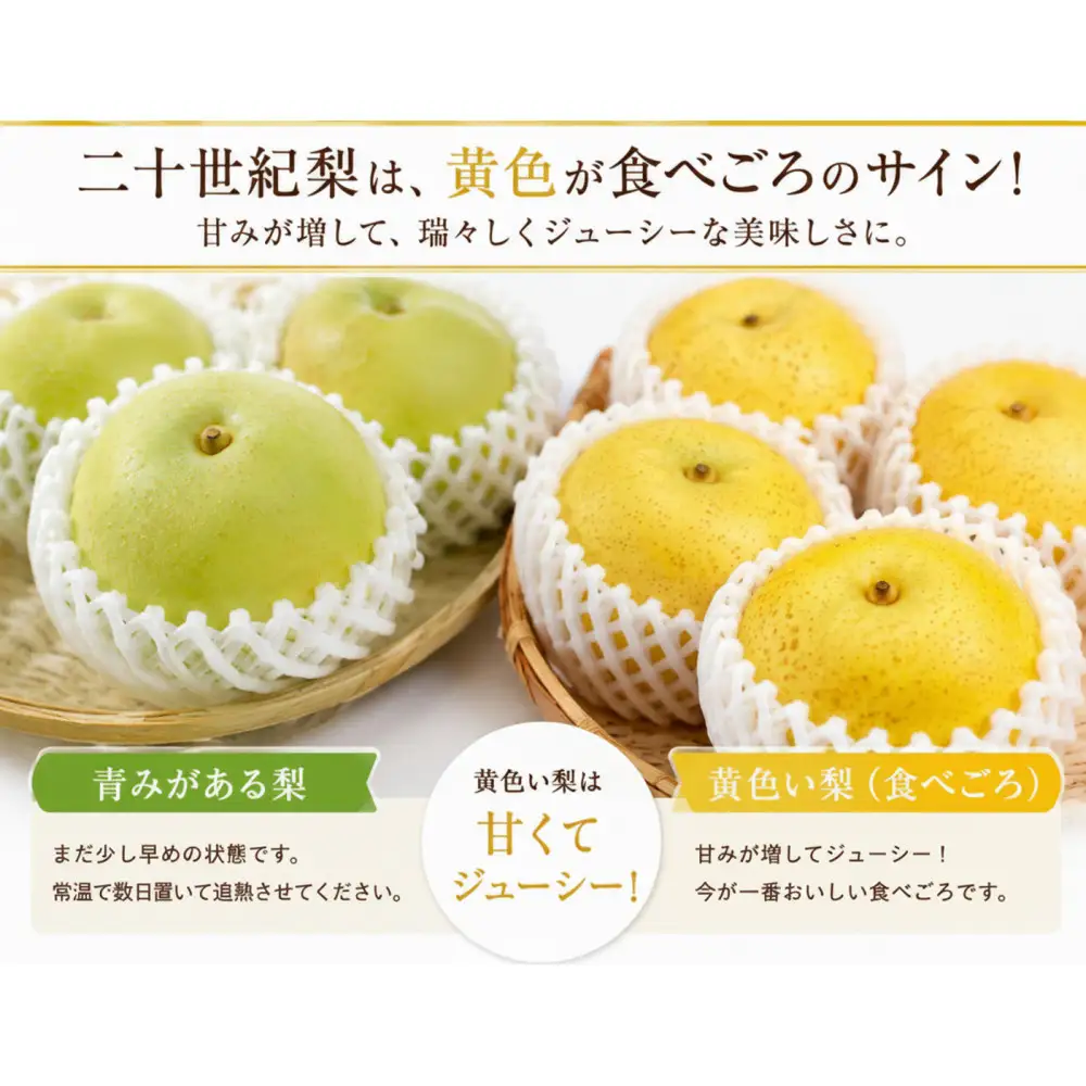 【先行予約】鳥取県産 二十世紀梨 3kg(8〜12玉) 良品 ご家庭用 / 梨 なし 青梨 和梨 2026年9月発送 フルーツ