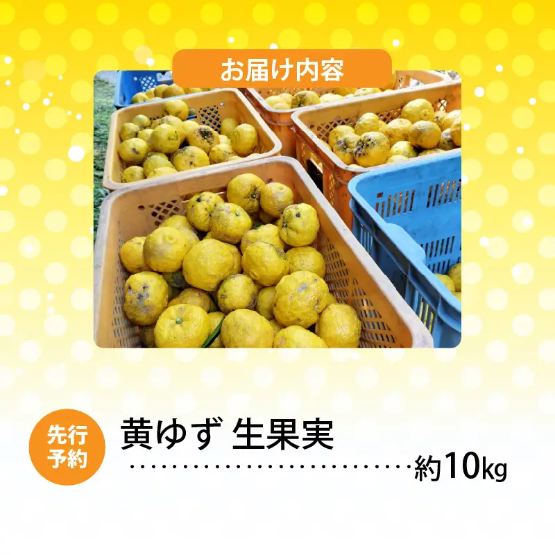 訳あり 黄ゆず生果実　約10kg _MM0208