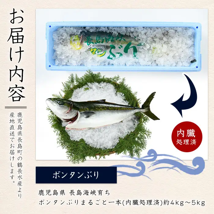 【12月28日出荷】ボンタンぶりまるごと一本(内臓処理済) ぶり 柵 刺身 ブリ 切り身 鰤 1本 鮮魚 下処理済み 鮮魚 1匹 刺身 ぶりしゃぶ ぶりかま 【鶴長水産】turu-7314R8-12