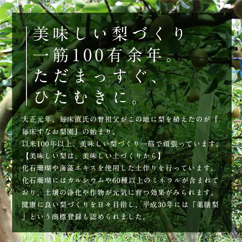 FKP9-723 【訳あり】マンゴー梨（王秋梨） 約4kg なし ナシ 梨 デザート フルーツ 果物 くだもの 果実 食品