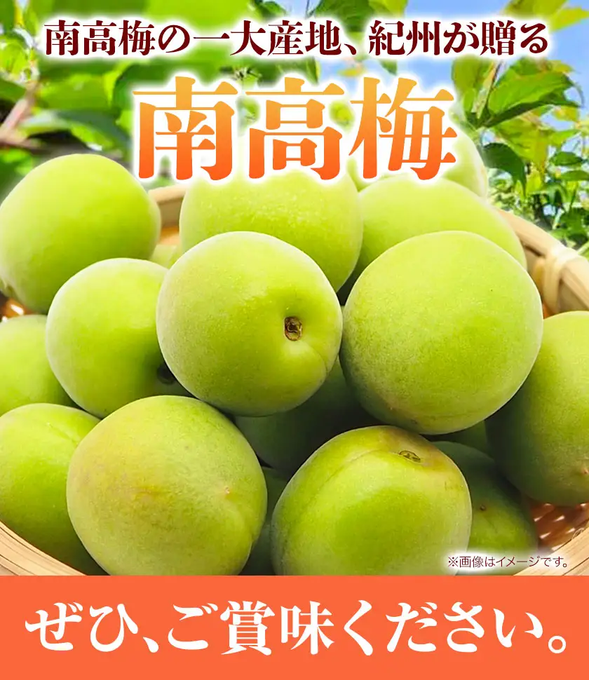 訳あり 南高梅 ( 青梅 ) 約4.5kg 山本農園