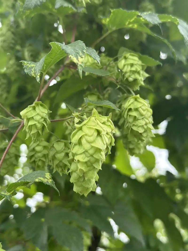 八ヶ岳・北杜市産ホップ使用 LULLAHOPS ボタニカル ナイトタイム3点セット（スカルプエッセンス・ピローミスト・バーム） [h374]