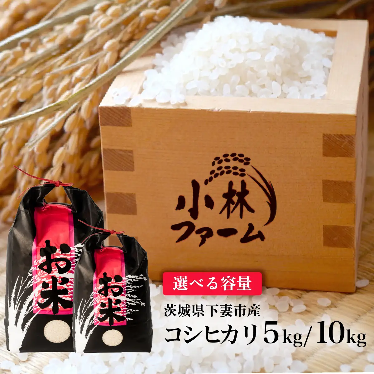 精米 10kg 令和8年産 コシヒカリ 茨城県 下妻市産