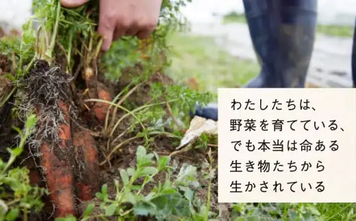 農家のおすそわけ（訳アリ）野菜便（お試し）【 農家 野菜詰め合わせ 野菜 詰め合わせ セット 訳あり 】 RT3405