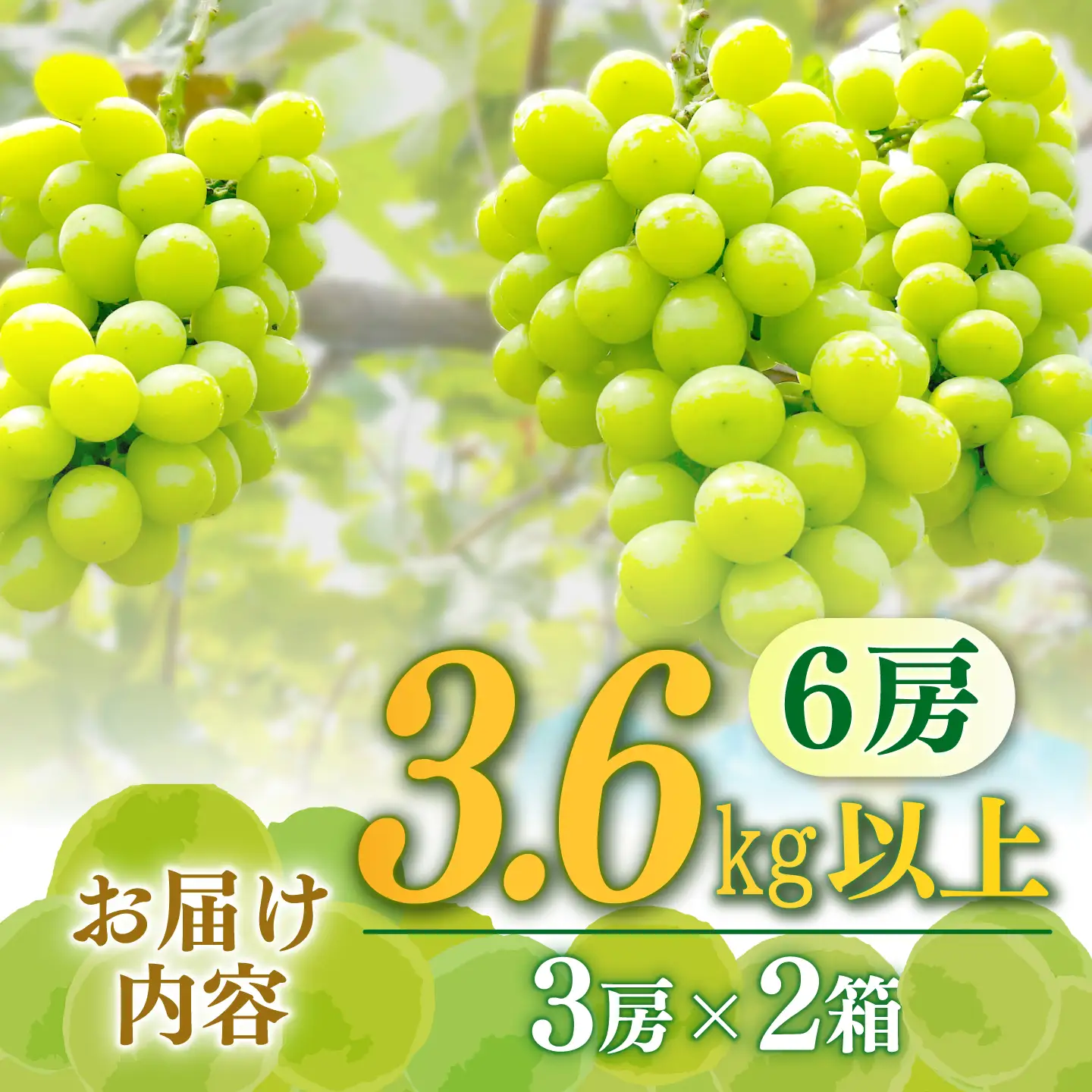 【2027年8月中旬-発送】【数量限定】【糖度18度以上】シャインマスカット 6房 3.6kg以上 (3房 1.8kg以上 × 2箱 / ぶどう ブドウ 葡萄 マスカット しゃいんますかっと フルーツ 果物 / 南島原市 / ミナサポ[SCW075]