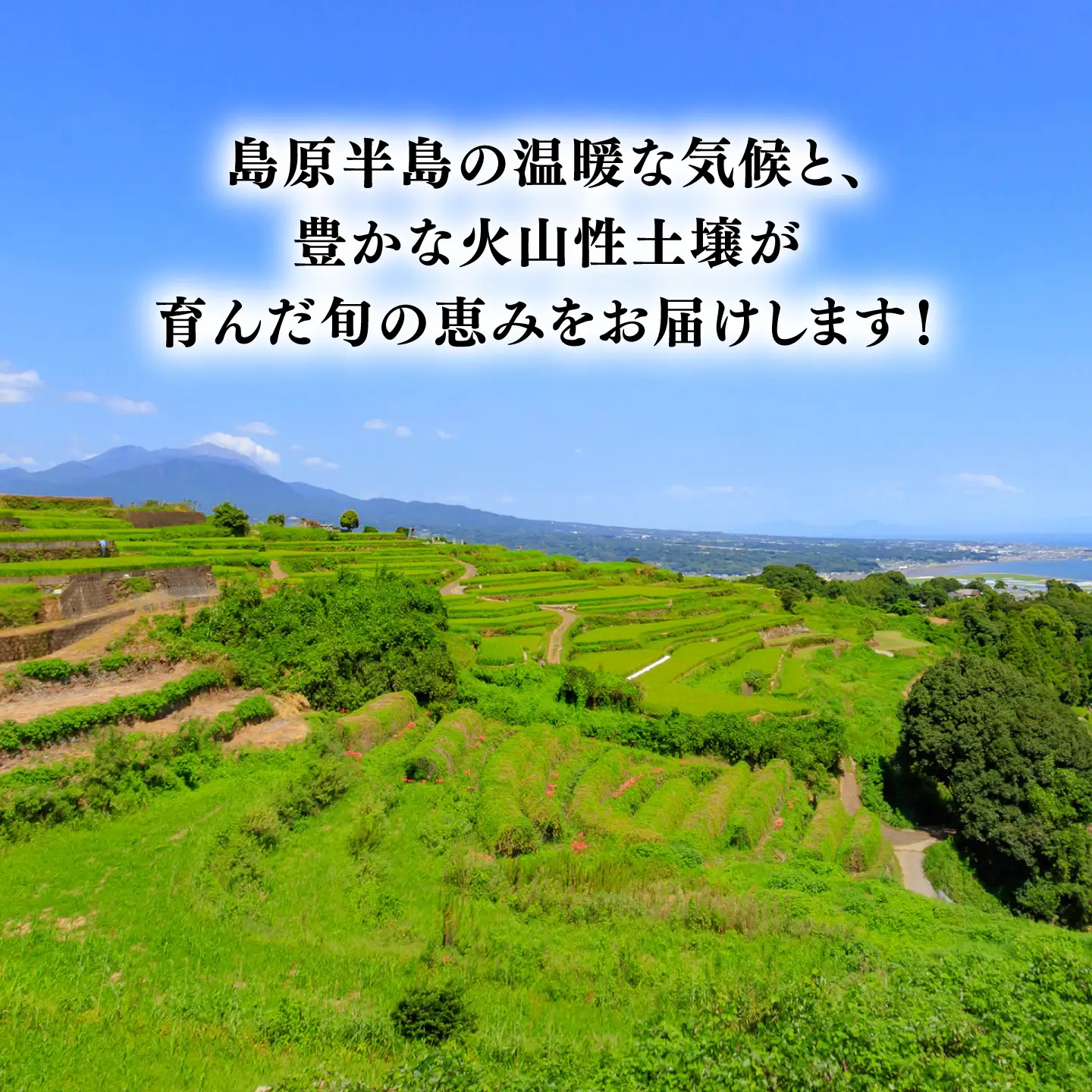 【6回定期便】＜配送時期が選べる＞採れたて野菜 お楽しみ便 ( 野菜 果物 きのこ 10品目以上 ) 野菜 フルーツ やさい 野菜セット 野菜定期便 旬 定期便 毎月 / 南島原市 / サンピア[SHB003]