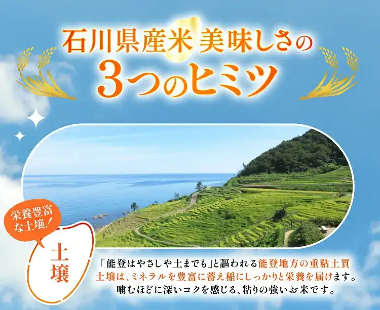 令和7年産 能登米 こしひかり 2合(300g) 精米