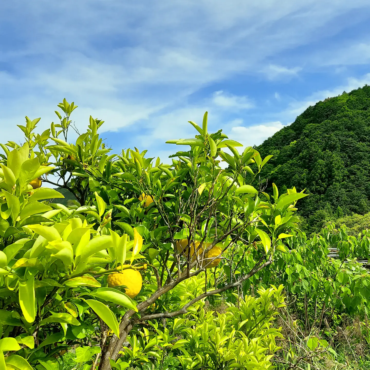 【先行予約】自然栽培小夏 2kg〈2027年4月1日?6月30日発送〉 / 柑橘 自然 土佐市 【有限会社四万十くじら】[BQBR015]