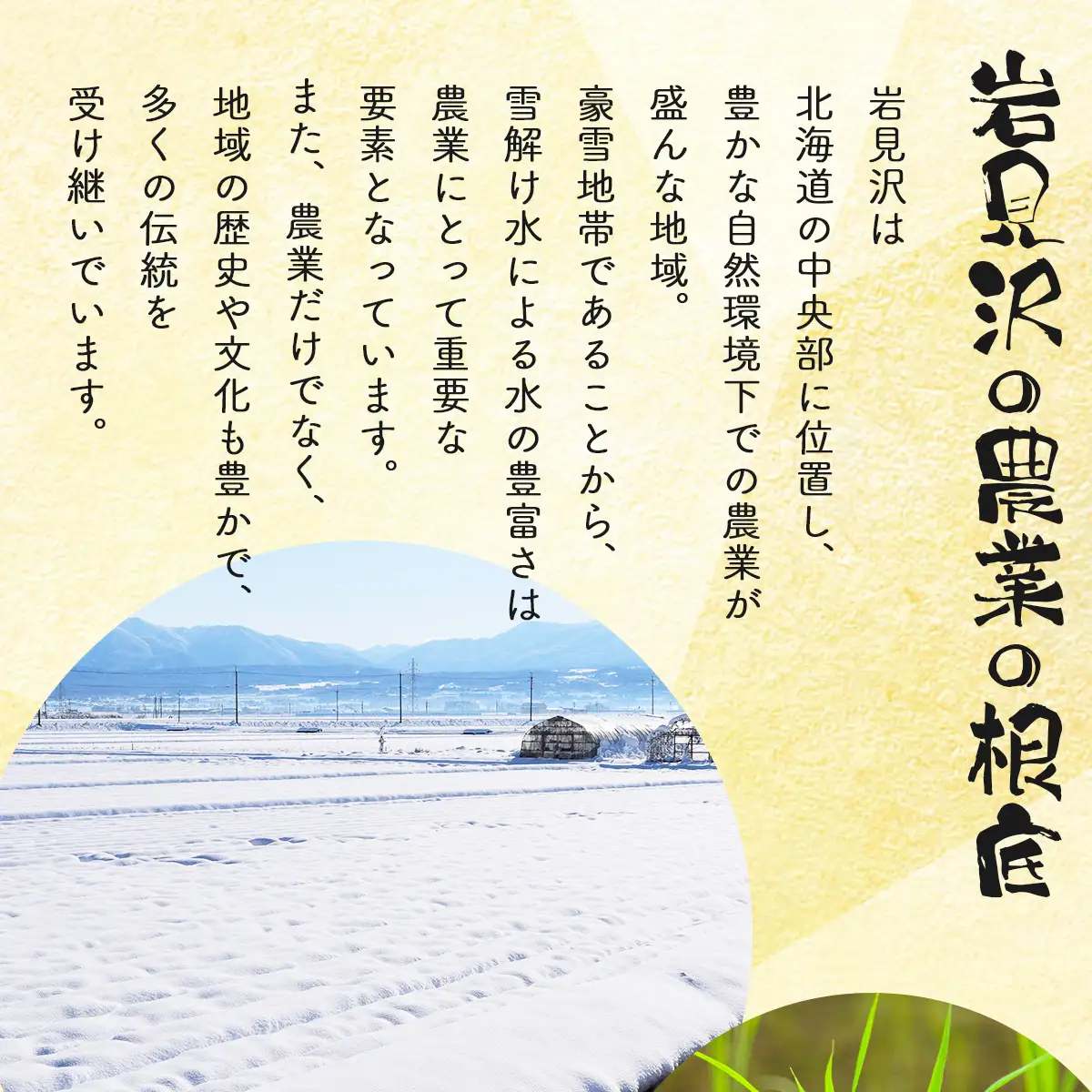 ＜令和8年産＞『100%自家生産玄米』善生さんの自慢の米 玄米おぼろづき 10kg｜北海道 岩見沢市 お米 新米【a104-120】