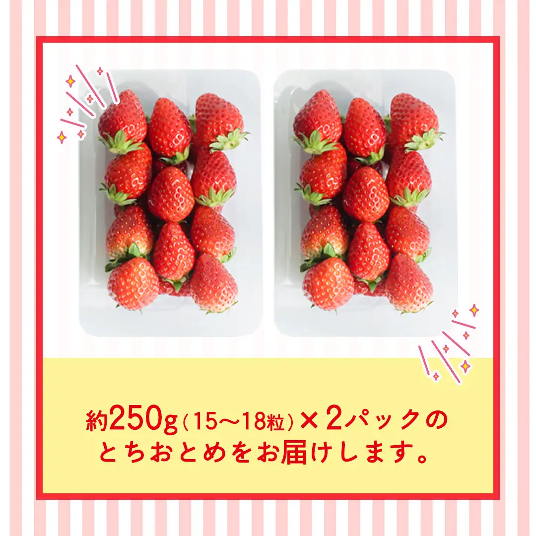とちおとめ 約250g（15～18粒）×2パック【2026年12月から発送開始】（茨城県共通返礼品 [いちご]：城里町産）