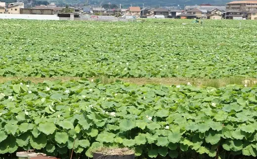 連島レンコン 約3kg （ 3本 ） レンコン れんこん 蓮根 野菜 やさい 根菜 国産 岡山県産 ビタミンC 食物繊維 【 2026年9月上旬から2027年5月下旬迄発送予定 】