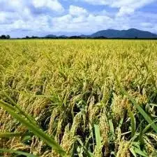 【令和8年産新米】 新潟県産「従来こしひかり」＆「新之助」 白米 食べ比べ 30kg（各5kg×3袋）セット 阿賀野市産 中島農場 精米 新潟県 米 こめ コメ お米 ごはん ご飯 農家直送 色彩選別済 新米 新米予約 令和8年産 9月下旬より順次発送 3R07092