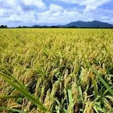 【令和8年産新米】 新潟県産 「従来こしひかり」 白米 20kg（5kg×4袋） 阿賀野市産 中島農場 精米 新潟県 最高品質米 米 こめ コメ お米 ごはん ご飯 農家直送 色彩選別済 新米 令和8年産 3R18060
