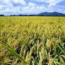 【令和8年産新米】 新潟県産 「従来こしひかり」 白米 30kg（5kg×6袋） 阿賀野市産 中島農場 精米 新潟県 米 こめ コメ お米 ごはん ご飯 農家直送 色彩選別済 新米 令和8年産 3R19088