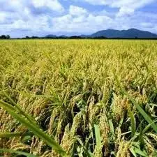 【令和8年産新米】 新潟県産 「従来こしひかり」 玄米 30kg（10kg×3袋） 家庭用クラフト袋入 阿賀野市産 中島農場 新潟県 米 こめ コメ お米 ごはん ご飯 農家直送 色彩選別済 新米 令和8年産 3R24080