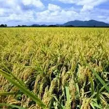 【令和8年産新米】 新潟県産 「従来こしひかり」 無洗米 26kg（8.7kg×3袋） 家庭用クラフト袋入 阿賀野市産 中島農場 精米 新潟県 米 こめ コメ お米 ごはん ご飯 農家直送 色彩選別済 新米 令和8年産 3R26080