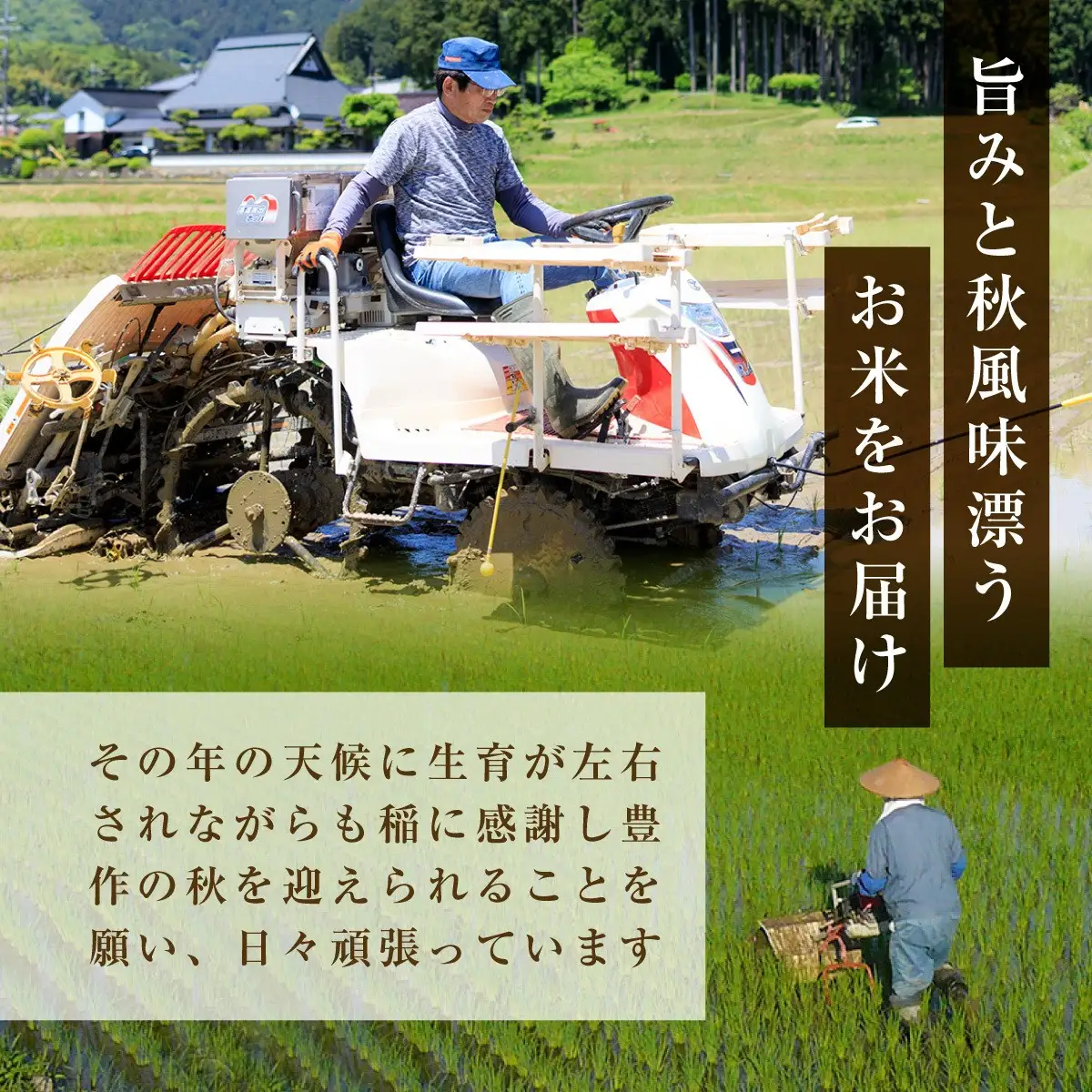 令和8年産 新米 ミルキークイーン 精米 計10kg 有限会社森成農産