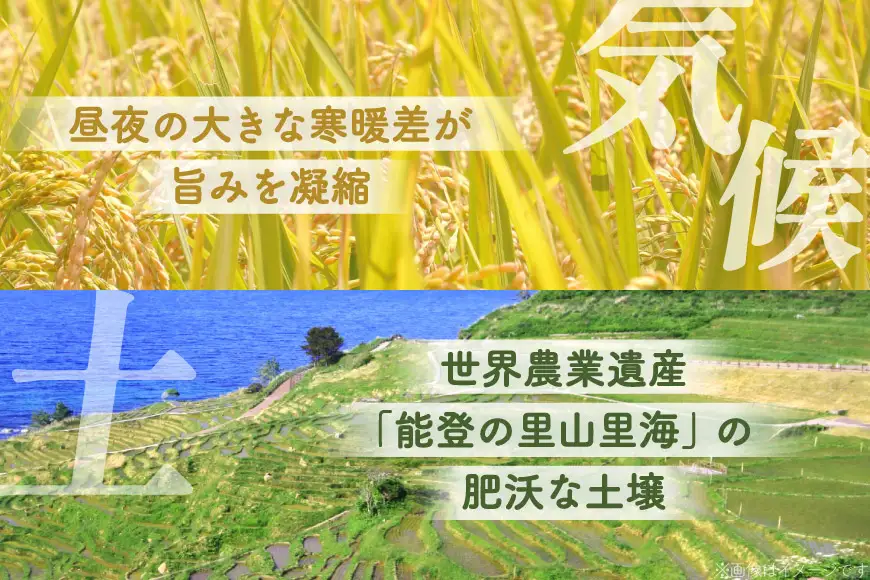 コシヒカリ 玄米 5kg 12回 定期便