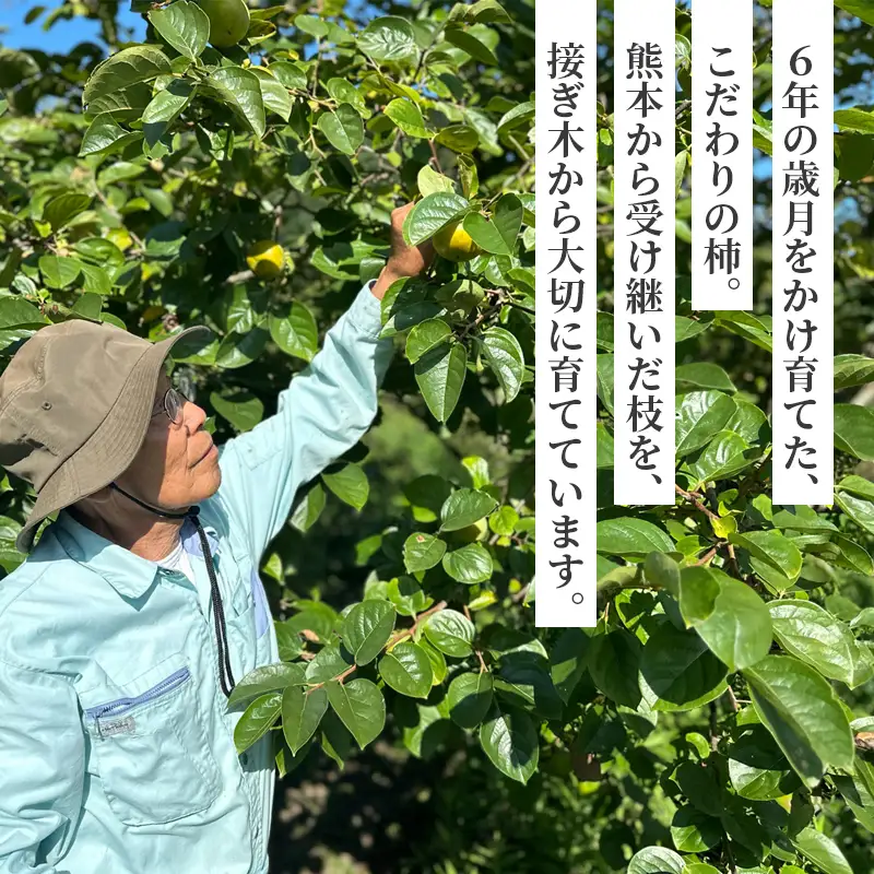 【有機JAS認証】 柿 クレオパトラ 4個 オーガニック甘柿