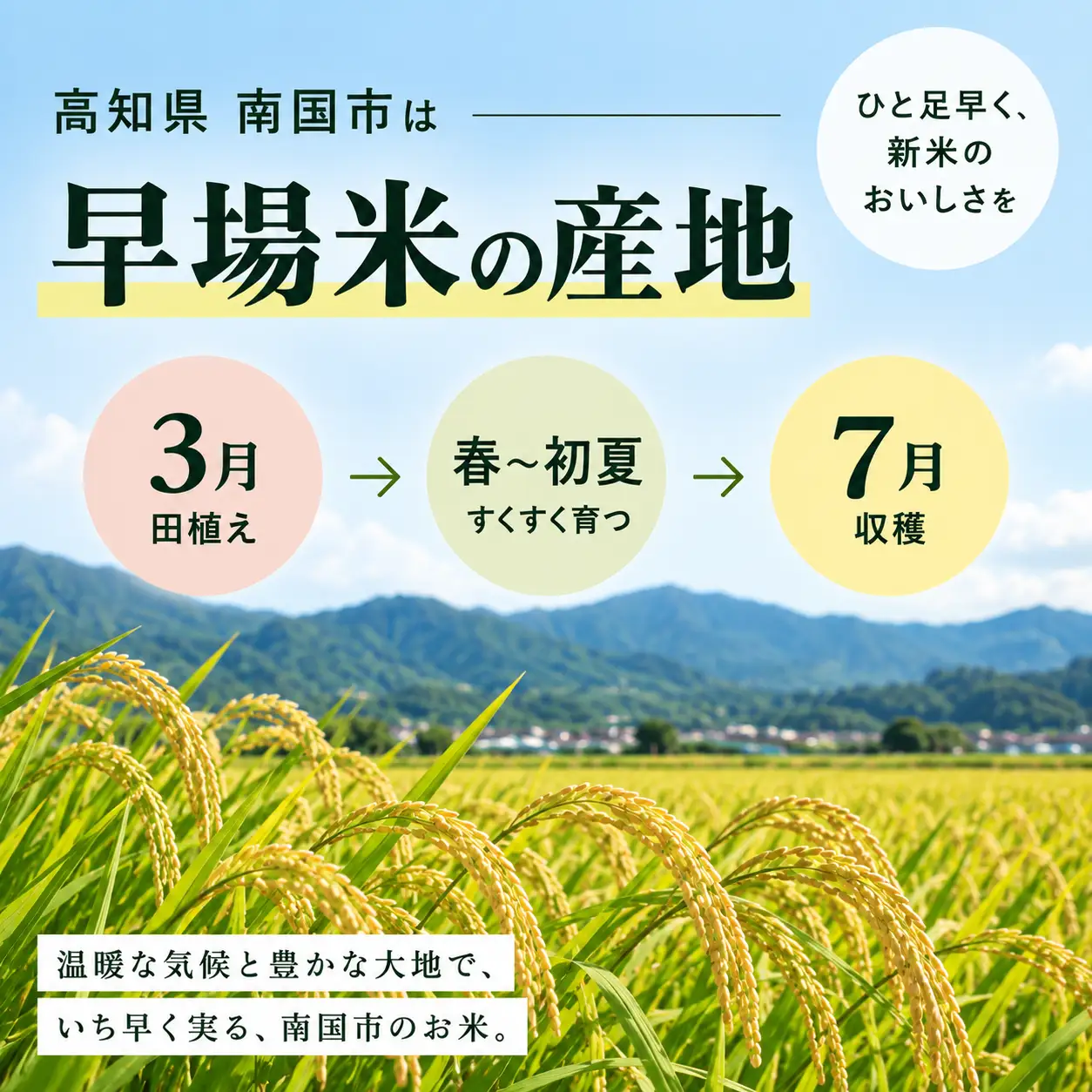 【令和8年 南国市産】 白米 5kg コシヒカリ 精米 新米
