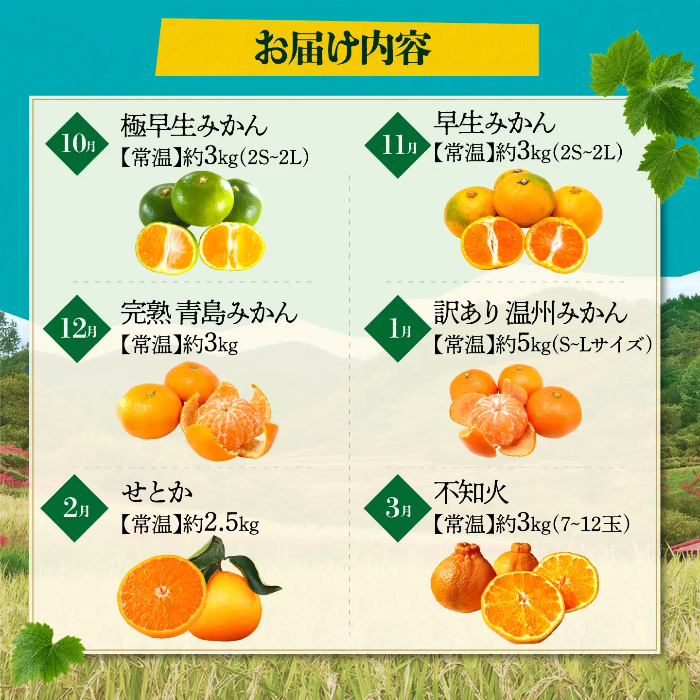 【先行予約】【6回定期便】 フルーツの名産地 山鹿から直送する柑橘定期便 みかん 極早生 早生 温州 白川 せとか 不知火 [ZZZ008]