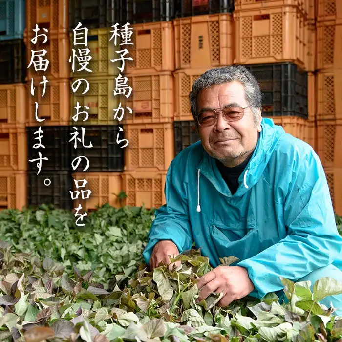 種子島産 ムクナ豆 パウダー (80g・1袋) 八升 ハッショウマメ【永濱農園】n453