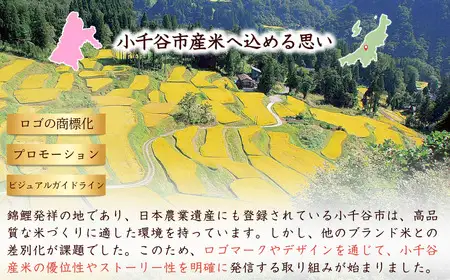 10か月定期便 コシヒカリ】令和8年 魚沼産コシヒカリ 錦の実り 特A