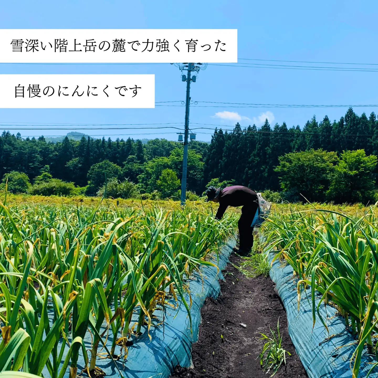 訳あり！料理に使いやすいバラにんにく！「青森県階上町産」乾燥バラにんにく　500g
