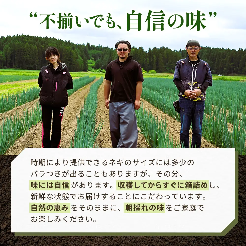【先行予約】とれたて直送 角田市産！とろける甘みの「こだわり長ネギ」 約5kg （約20本～30本）【11月上旬以降発送】| 新鮮 産地直送