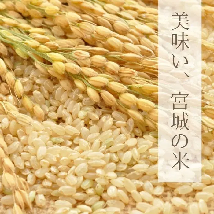 【先行予約】【令和8年産】【新米】【令和8年10月中旬～順次発送】 ササニシキ 玄米 30kg C｜ササニシキ