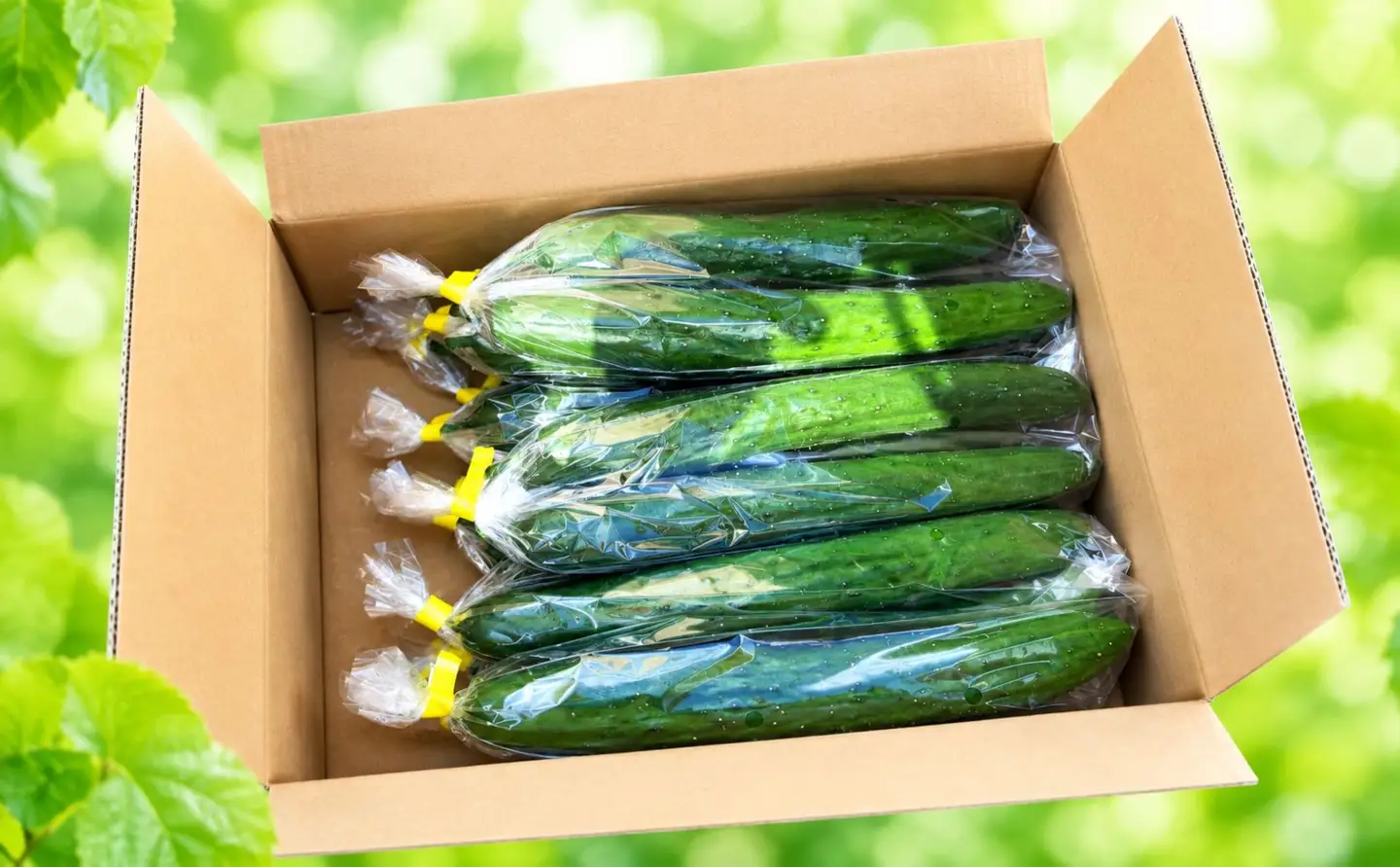 訳あり きゅうり 野菜 2キロ 2kg 胡瓜 
