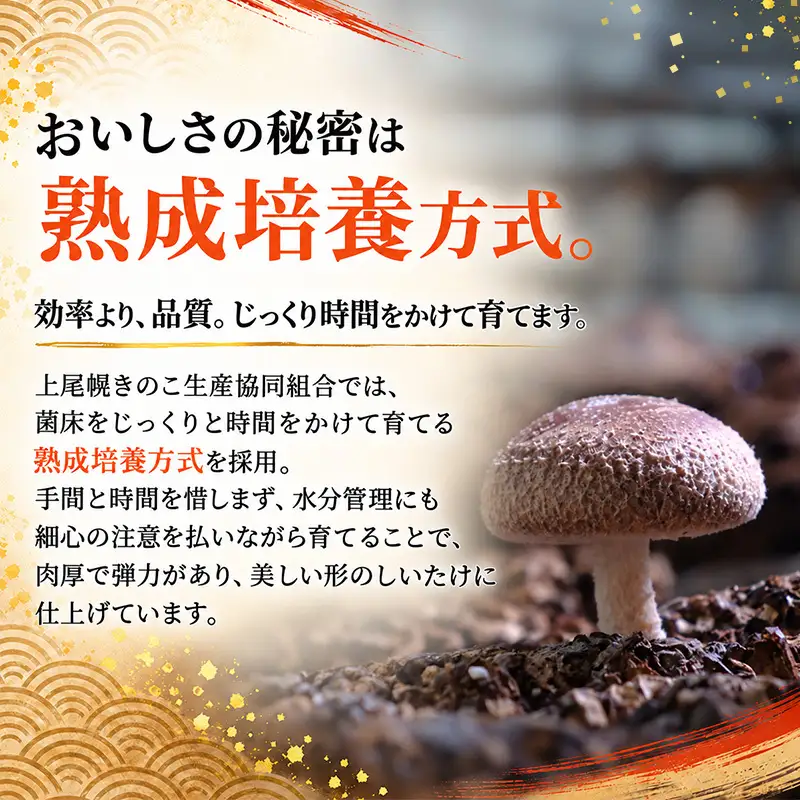 訳あり 椎茸 北海道 厚岸町 上尾幌 朝どれ 菌床 しいたけ 「極茸」 バラ 500g 【上尾幌きのこ生産協同組合】[ きのこ キノコ 新鮮 肉厚 国産  品評会で金賞受賞 ]