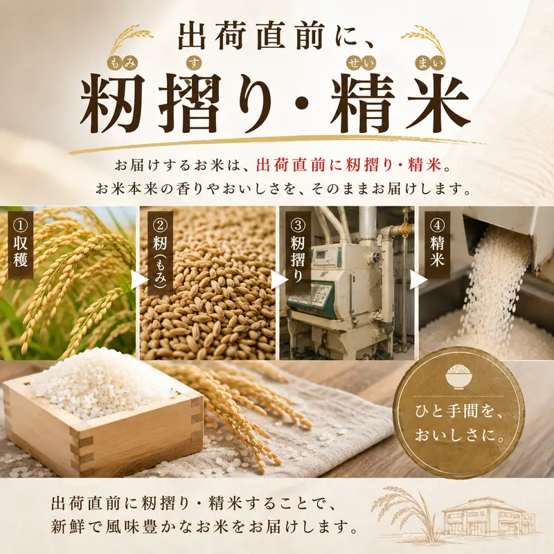【先行予約】令和8年産 新潟県産 コシヒカリ 5kg 米 精米 白米 こめ コメ お米 おこめ こしひかり 新潟 新潟県