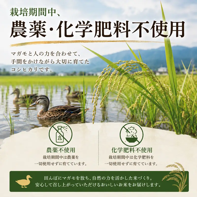 【先行予約】令和8年産 新潟県産コシヒカリ5kg カモ農法 米 精米 白米 コシヒカリ 5kg こめ コメ お米 おこめ こしひかり カモ農法 農薬不使用 化学肥料不使用 新潟 新潟県