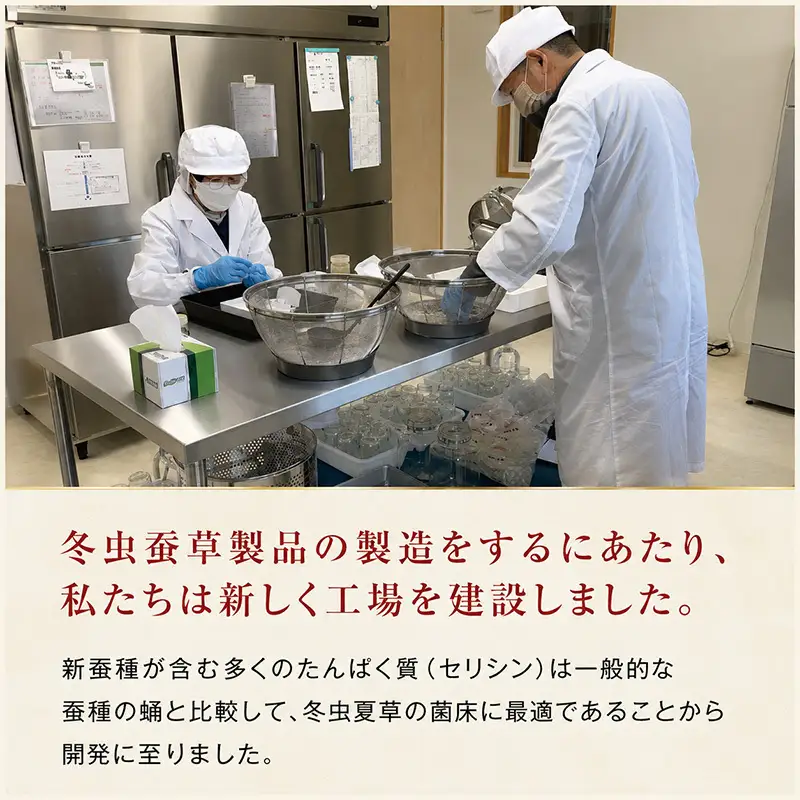 冬蚕夏桑 405粒 カプセル 国産 サプリ サプリメント 体調維持