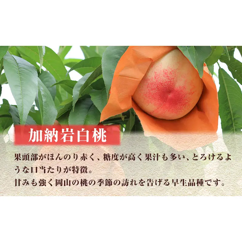 【 2027年 先行予約】 桃 岡山県産 加納岩 白桃 約1.2kg（4～5玉） 《2027年6月下旬-7月上旬頃出荷》 白桃 岡山 はくとう スイーツ フルーツ 果物 先行予約 数量限定 期間限定 岡山 里庄町 モモ もも 桃