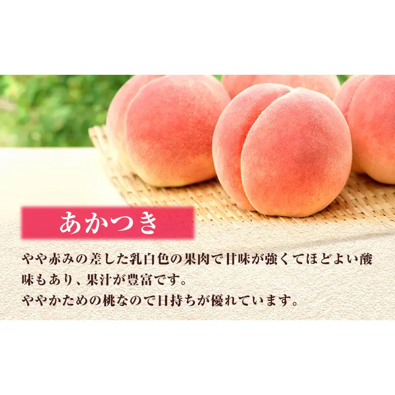 【 2027年 先行予約】 桃 岡山県産 あかつき 約1.2kg(4～5玉) 《2027年7月上旬-中旬頃出荷》 白桃 岡山 はくとう スイーツ フルーツ 果物 先行予約 数量限定 期間限定 岡山 里庄町 モモ もも 桃