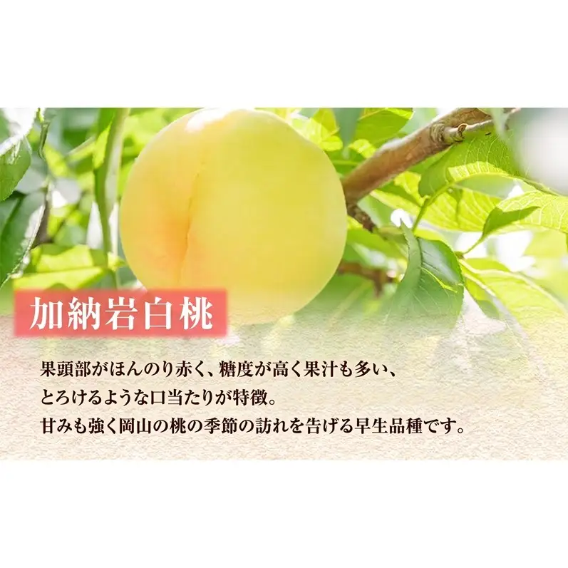 【 2027年 先行予約】 桃 岡山県産 どれも食べたい！岡山の桃 3種 満喫 プラン 3回 コースB ( 加納岩白桃 ・ 清水白桃 ・ 白皇 各1.2kg)《2027年6月下旬-8月中旬頃出荷》白桃 数量限定 期間限定 定期便