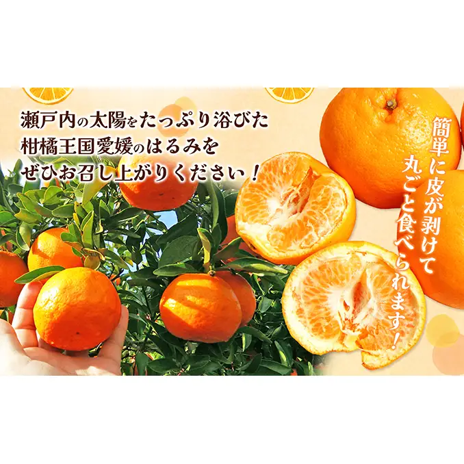 【数量限定 先行予約】愛媛県産 はるみ 約5kg[50R0824] 【高島屋選定品】秀M～２Lサイズ 1月下旬頃～順次発送＜ギフト 高級 甘い みかん フルーツ＞[No.53030335]